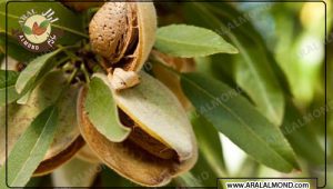 آشنایی با انواع بادام درختی مرغوب ایرانی