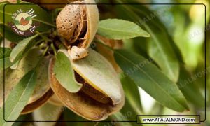 آشنایی با انواع بادام درختی مرغوب ایرانی