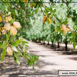 خرید بادام درختی ارزان