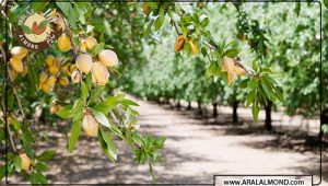 خرید بادام درختی ارزان