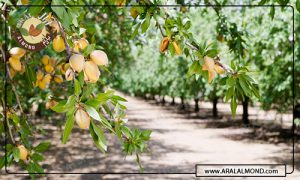خرید بادام درختی ارزان