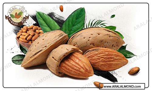 قیمت خرید بادام درختی تازه ایرانی با پوست