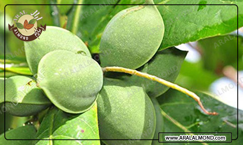 فروش بادام درختی ارزان