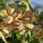 قیمت بادام عمده درجه یک