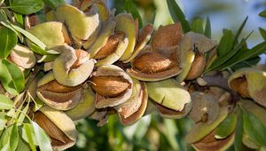 قیمت بادام عمده درجه یک