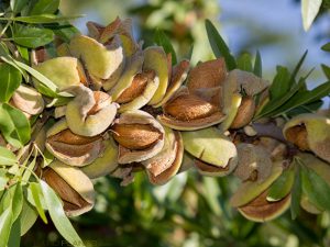 قیمت بادام عمده درجه یک