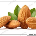 خواص بادام تلخ و روش روغن گیری آن