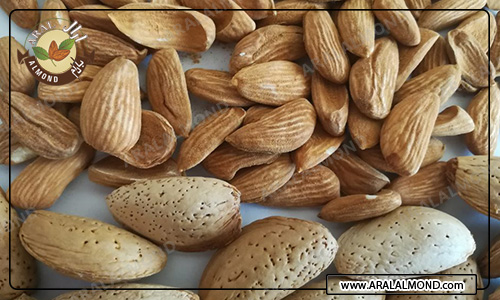 قیمت خرید بادام مامایی صادراتی سامان
