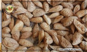 طبع بادام درختی ایرانی و خواص بادام درختی