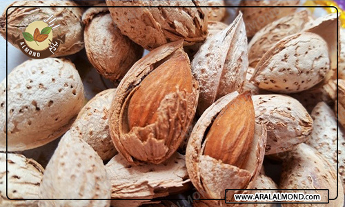 صادرات بادام پوست کاغذی ارزان قیمت
