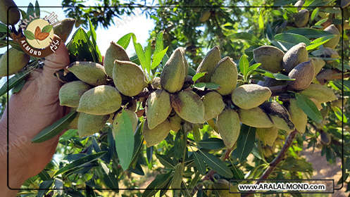 صادرات عمده بادام