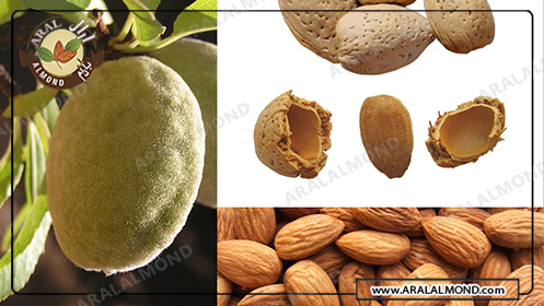 سفارش بادام درختی ارزان