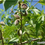 قیمت انبوه بادام درختی صادراتی