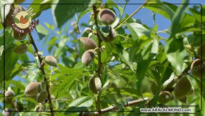 قیمت انبوه بادام درختی صادراتی