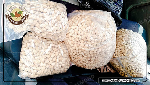 مرکز صادرات عمده مغز بادام