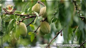 سفارش بادام درختی ارزان