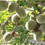 قیمت بادام درختی سامان شهرکرد صادراتی قیمت بادام درختی سامان شهرکرد صادراتی