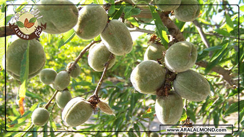 قیمت بادام درختی سامان شهرکرد صادراتی قیمت بادام درختی سامان شهرکرد صادراتی
