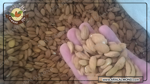 خرید عمده بادام درختی ایرانی