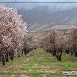 مرکز خرید عمده بادام سنگی درجه یک و تازه