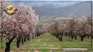 مرکز خرید عمده بادام سنگی درجه یک و تازه