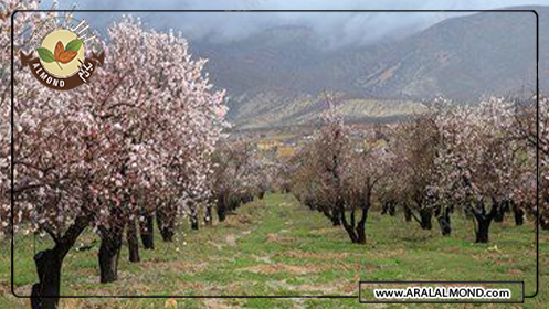 مرکز خرید عمده بادام سنگی درجه یک و تازه