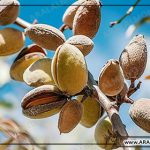 بادام درختی منقا پوست کاغذی صادراتی خام