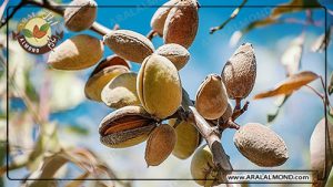 بادام درختی منقا پوست کاغذی صادراتی خام