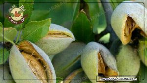 قیمت بادام درختی با پوست و خواص آن