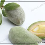 خرید بادام مامایی سامان در اصفهان