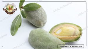 خرید بادام مامایی سامان در اصفهان