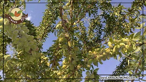 خرید عمده بادام درختی ایرانی