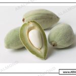 خرید عمده بادام درختی ایرانی