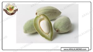 خرید عمده بادام درختی ایرانی