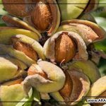 خرید بادام درختی صادراتی ارزان و مرغوب