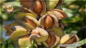 خرید بادام درختی صادراتی ارزان و مرغوب