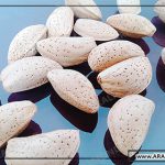قیمت فروش بادام درختی خام سامان