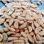 تولید عمده مغز بادام مامایی با کیفیت