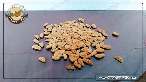 تولید مغز بادام درجه یک سامان