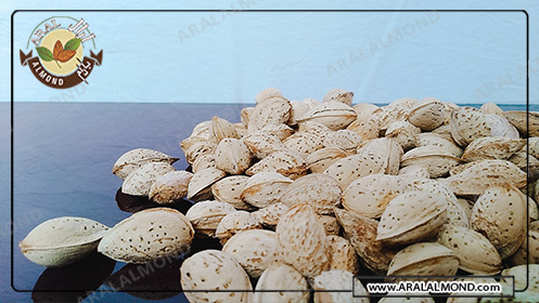 خریدار برتر بادام پوست کاغذی در ایران