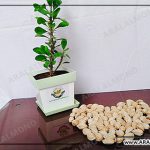 فروش بادام آجیلی کاغذی ارزان قیمت