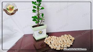 فروش بادام آجیلی کاغذی ارزان قیمت