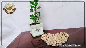 فروش بادام آجیلی کاغذی ارزان قیمت