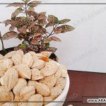 قیمت خرید بادام سفید سامان مرغوب و ارزان