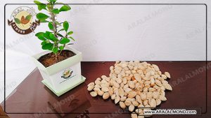 قیمت بادام منقا پوست کاغذی ایرانی 1400