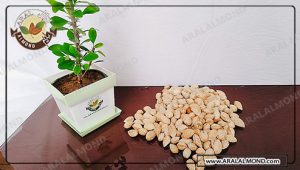 خرید بادام درختی ارزان