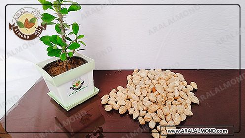 خرید بادام درختی ارزان