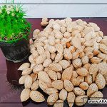 خرید اینترنتی بادام مامایی صادراتی شهرکرد