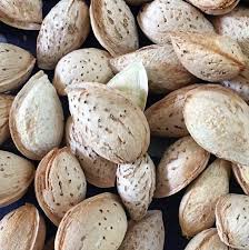 تجارت بادام محب درجه یک ایرانی