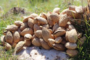 توزیع بادام پوست کاغذی درجه یک